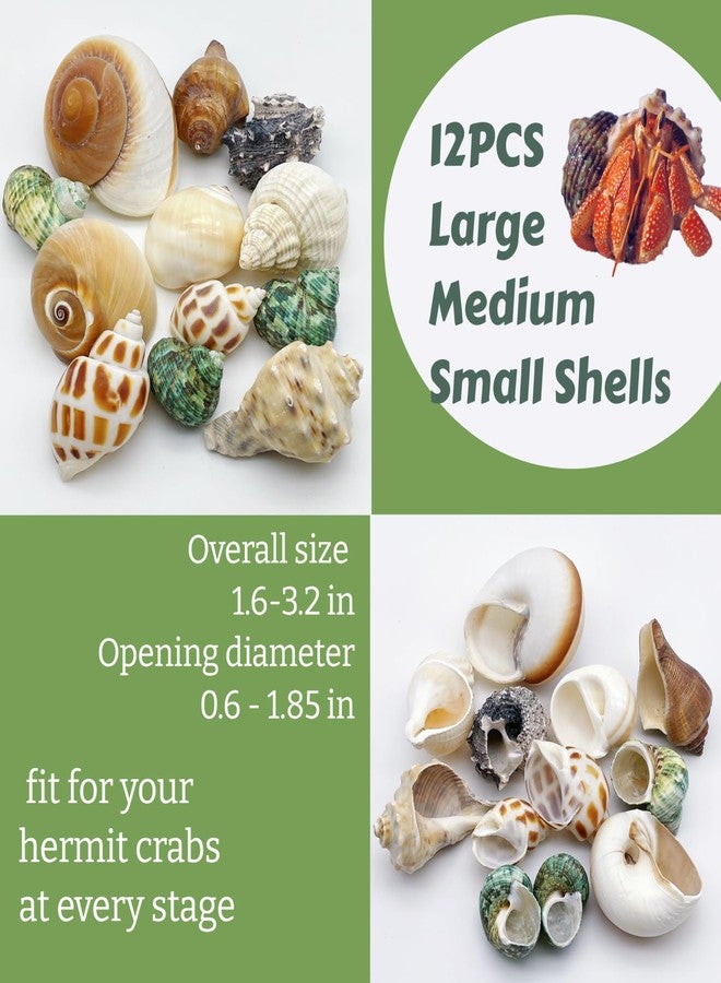 Wanwanzi 12PCS Hermit Crab Shells | 1.6"-3.2" Natural Sea Conch Shells | Growth Turbo for Small, Medium&Large Crabs | Saltwater Hermit Crab Supplies | Sea Shell for Beach Decor - Image 3